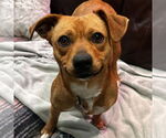 Small #1 Mutt