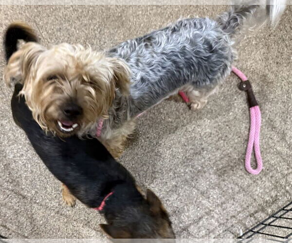 Medium Photo #3 Mutt Puppy For Sale in Sanford, FL, USA