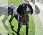 Small Bluetick Coonhound