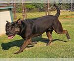Small Labrador Retriever Mix