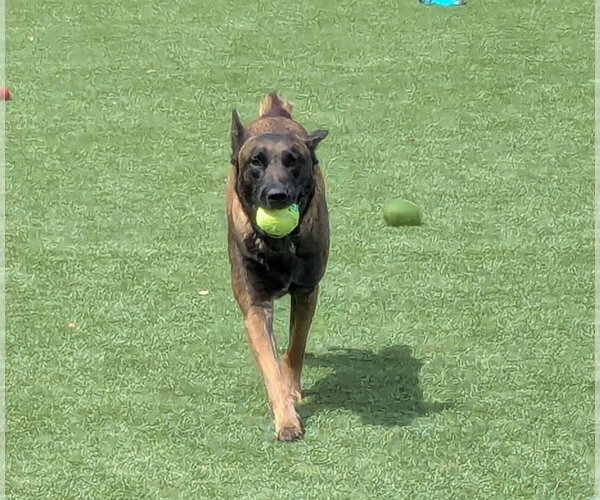 Medium Photo #2 Mutt Puppy For Sale in Salinas, CA, USA