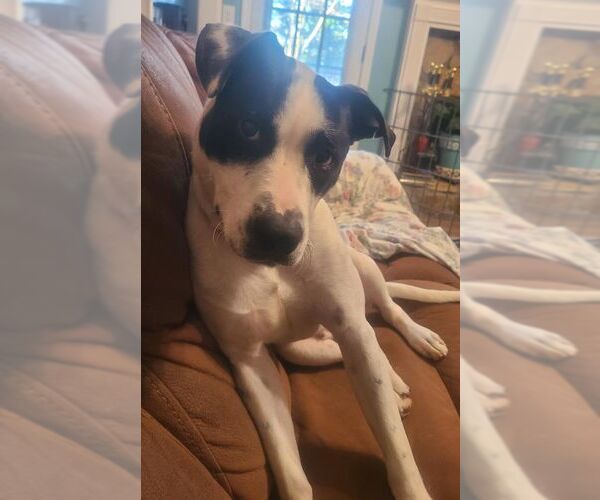 Medium Photo #6 Lab-Pointer Puppy For Sale in Kennesaw, GA, USA