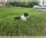 Small #7 American Corgi