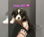 Small Photo #19 American Corgi Puppy For Sale in JEFFERSON, GA, USA