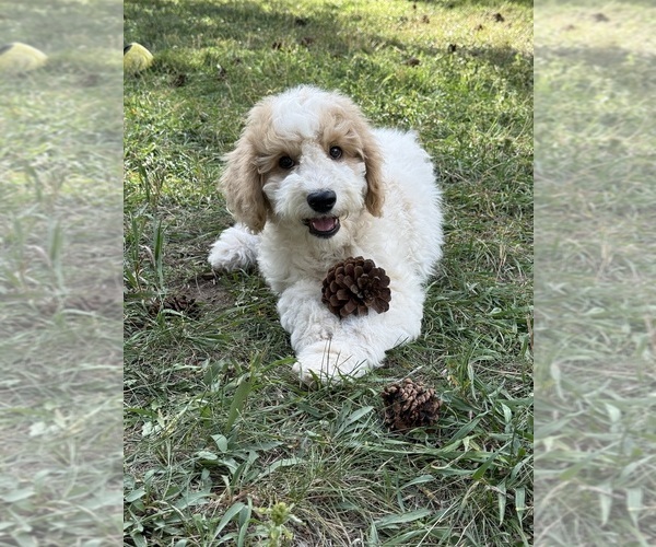 Medium Photo #12 Goldendoodle (Miniature) Puppy For Sale in ELBERT, CO, USA