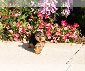 Yorkshire Terrier Puppy for sale in NAPPANEE, IN, USA