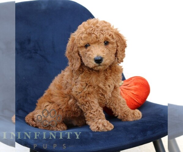 Medium Photo #3 Goldendoodle (Miniature) Puppy For Sale in NARVON, PA, USA