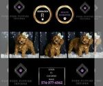 Puppy Louis F1 Cavapoo