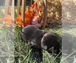 AKC Labs - Female Labrador Retriever Puppy for Sale - Photo #2