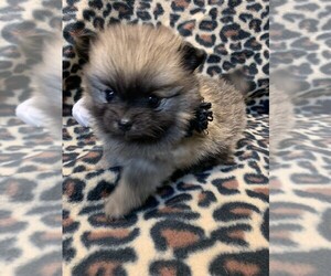 Pomeranian Puppy for sale in TALALA, OK, USA