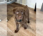 Small #2 Collie-Labrador Retriever Mix