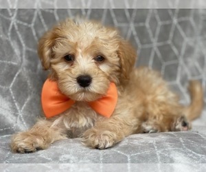 Poodle (Miniature)-Shorkie Tzu Mix Puppy for sale in LAKELAND, FL, USA