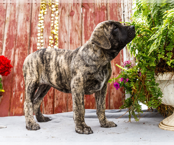 Medium Photo #14 Mastiff Puppy For Sale in WAKARUSA, IN, USA