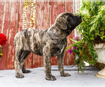 Small Photo #14 Mastiff Puppy For Sale in WAKARUSA, IN, USA