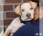 Small Photo #4 Labrador Retriever-Unknown Mix Puppy For Sale in Washington, DC, USA