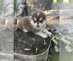 Small #4 Pomsky