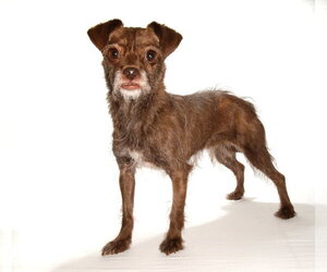 Chibi - Female Poodle (Toy)-Unknown Mix Dog for Adoption - Photo #4