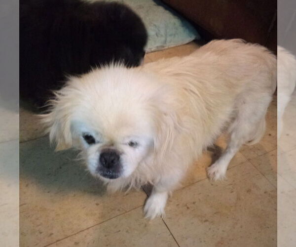 Medium Photo #1 Pekingese Puppy For Sale in Oakdale, TN, USA