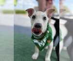Small #3 Retriever  Mix