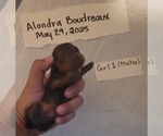 Small #2 Dachshund
