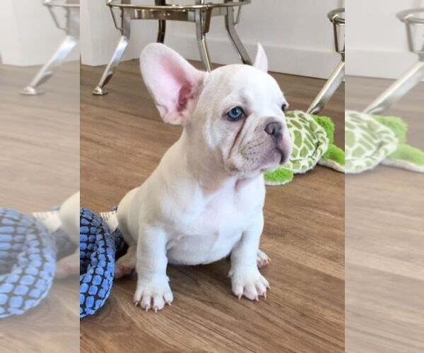 Medium Photo #4 French Bulldog Puppy For Sale in WILSONVILLE, OR, USA