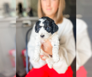 Goldendoodle (Miniature) Puppy for sale in MILLERSBURG, OH, USA