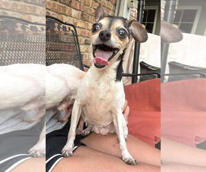 Chihuahua-Unknown Mix Dogs for adoption in Boonton, NJ, USA