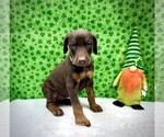 Puppy Aqua Collar Doberman Pinscher