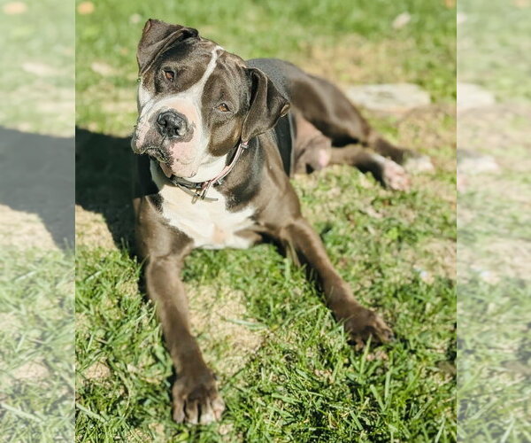 Medium Photo #15 American Bulldog-Staffordshire Bull Terrier Mix Puppy For Sale in Germantown, OH, USA