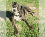 Small #14 American Bulldog-Staffordshire Bull Terrier Mix
