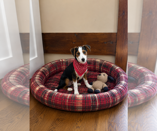Medium Photo #2 Borador Puppy For Sale in Mt. Laurel, NJ, USA