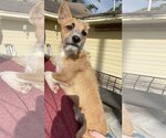 Small Photo #3 Mutt Puppy For Sale in Rosenberg, TX, USA