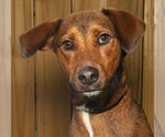 Small Coonhound-Dachshund Mix