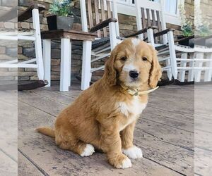 Goldendoodle Puppy for sale in GORDONVILLE, PA, USA