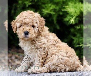 Goldendoodle (Miniature) Puppy for sale in KINZERS, PA, USA