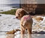 Small Photo #6 Goldendoodle Puppy For Sale in LAPEER, MI, USA