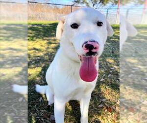 German Shepherd Dog-Unknown Mix Dogs for adoption in Texas City, TX, USA