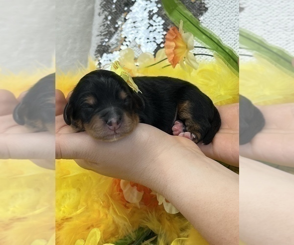 Medium Photo #8 Bernedoodle (Miniature) Puppy For Sale in BULLARD, TX, USA