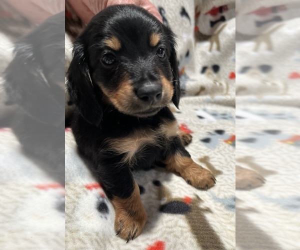Medium Photo #3 Dachshund Puppy For Sale in SAHUARITA, AZ, USA