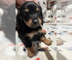 Small #2 Dachshund
