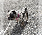 Small #5 Bulldog