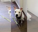 Small #2 American Pit Bull Terrier