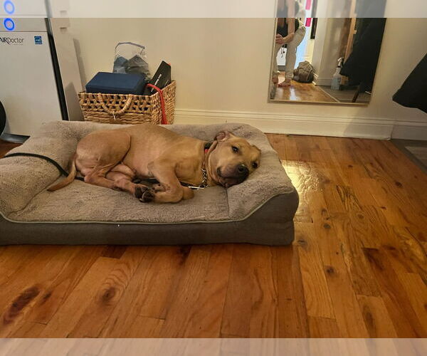 Medium Photo #5 American Pit Bull Terrier-Unknown Mix Puppy For Sale in Brooklyn, NY, USA