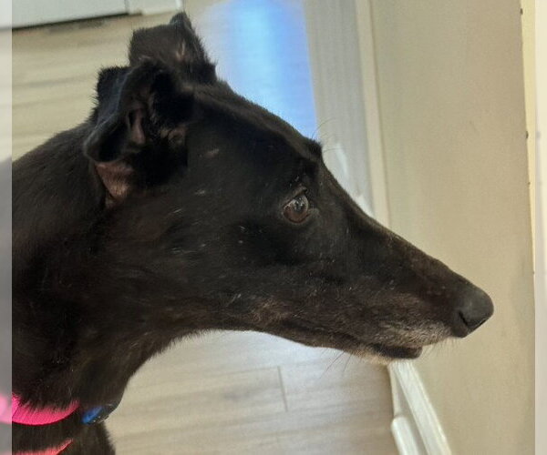 Medium Photo #3 Greyhound Puppy For Sale in Cherry Hill, NJ, USA