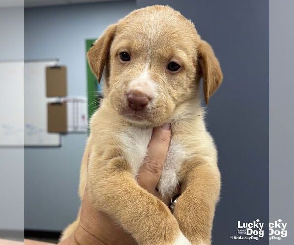 Medium Photo #2 Labrador Retriever-Retriever  Mix Puppy For Sale in Washington, DC, USA