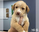 Small #1 Labrador Retriever-Retriever  Mix