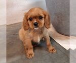 Small #3 Cavalier King Charles Spaniel