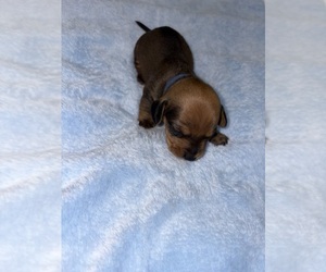 Dachshund Puppy for sale in ROWLAND HEIGHTS, CA, USA