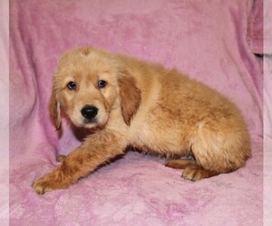 Medium Golden Retriever