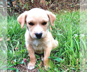 Borador Dogs for adoption in Rutherfordton, NC, USA